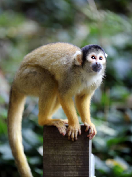 Squirrel monkey Squirrel monkey squirrel monkey stock pictures, royalty-free photos & images