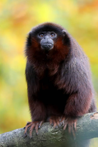 istock Red titi portrait 883982250