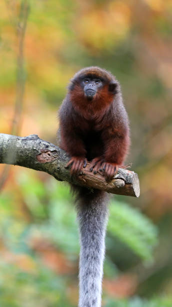 istock Red titi portrait 883982354