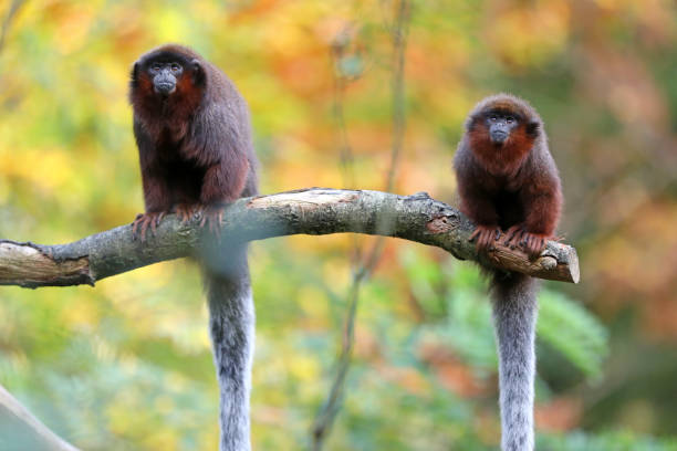 istock Red titi portrait 883982450