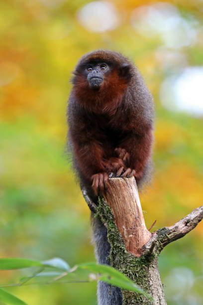 istock Red titi portrait 883982500