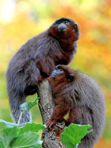 istock Red titi portrait 883983052