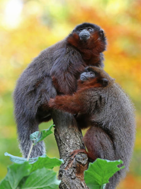 istock Red titi portrait 883983098