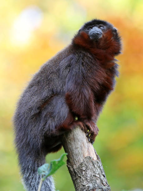 istock Red titi portrait 883983164