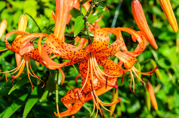 istock Tiger lily on a flowerbed in garden 883985888