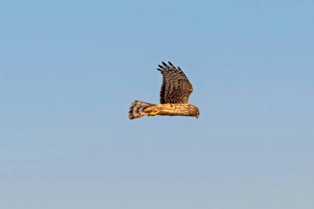 istock Bird northern harrier flying on the attack 883989918