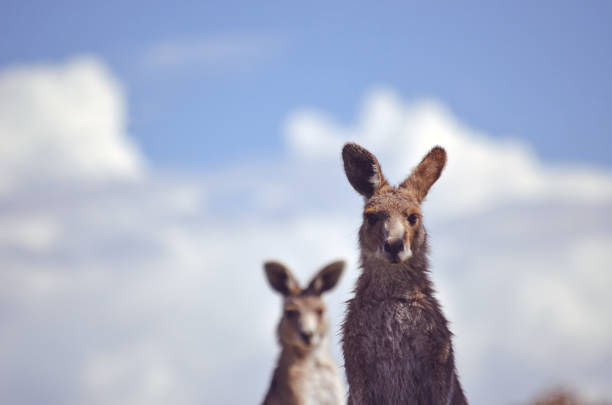 Alert Eastern Grey Kangaroos, Macropus giganteus, with cloud-filled blue sky background, Mount Canobolas State Conservation Area, Orange, NSW, Australia. Retro toned.
