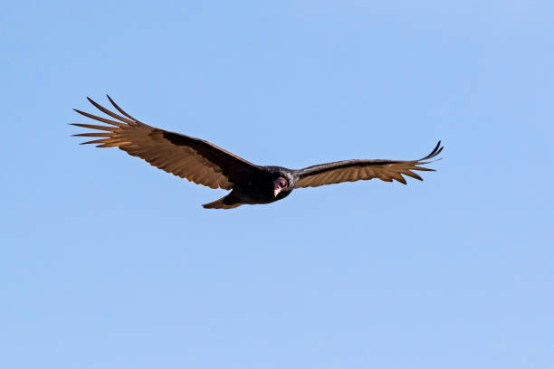 istock Bird turkey vulture flying at the wetlands 883990402
