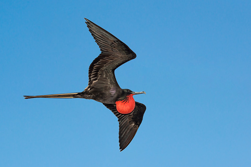 A male great frigatebird (Fregata minor) flying over the Galapagos Islands in the Pacific Ocean. The red gular sac of the male birds is fully inflated. Wildlife shot.