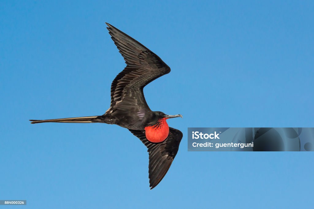 Great frigatebird (Fregata minor) at Galapagos islands A male great frigatebird (Fregata minor) flying over the Galapagos Islands in the Pacific Ocean. The red gular sac of the male birds is fully inflated. Wildlife shot. Frigate - Bird Stock Photo