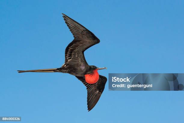 Great Frigatebird At Galapagos Islands Stock Photo - Download Image Now
