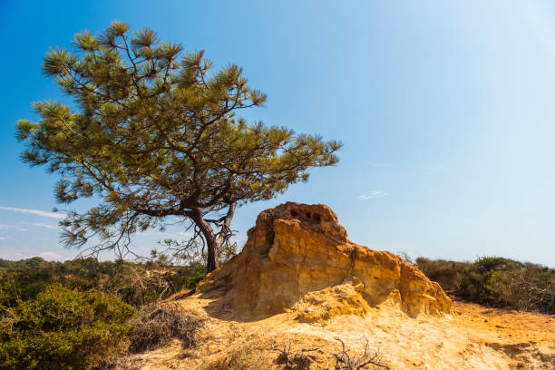 государственный заповедник торри пайнс, сан-диего - torrey pines state reserve стоковые фото и изображения