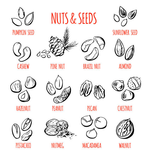 set - pine nut nut seed vegan food stock-grafiken, -clipart, -cartoons und -symbole