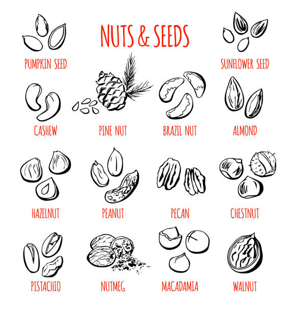 illustrations, cliparts, dessins animés et icônes de ensemble - pine nut illustrations