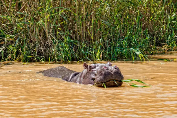 Front view of hippo at the South Africa Garden route near Lake Santa Lucia eating reed from the river bank