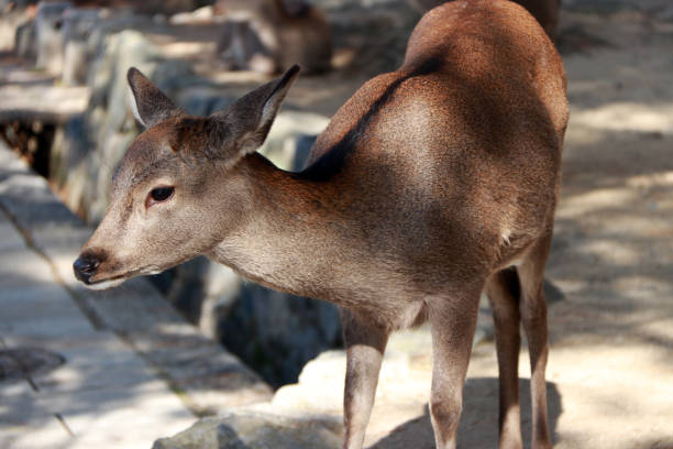 istock Deer standing at the park in Nara, Japan. 884007444