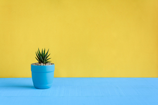 Cactus on the desk with yellow wall background and color pastel style