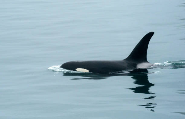istock Orca off Icy Straight Point, Alaska 884015510