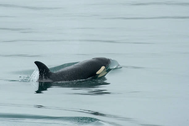 istock Orca off Icy Straight Point, Alaska 884015528