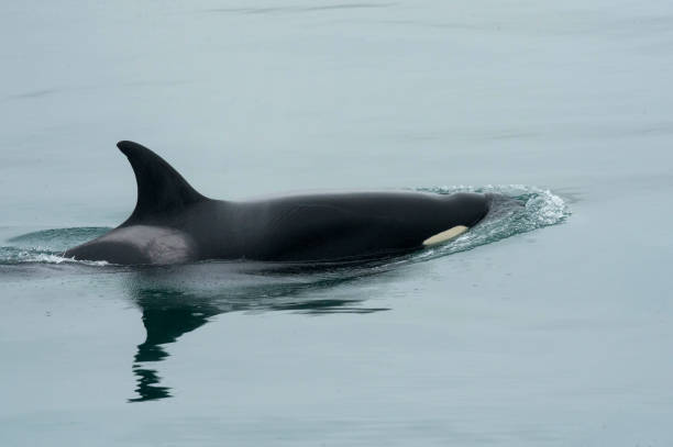 istock Orca off Icy Straight Point, Alaska 884015598