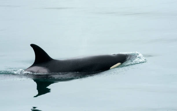 istock Orca off Icy Straight Point, Alaska 884015602
