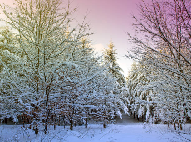 istock Winter Trees with snow .Christmas background 884018520