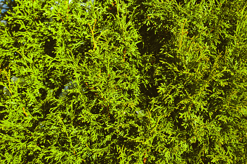 the texture of the branches with green of coniferous
