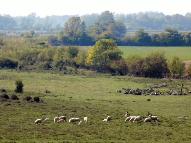istock A herd of goats grazing on a meadow 884019460