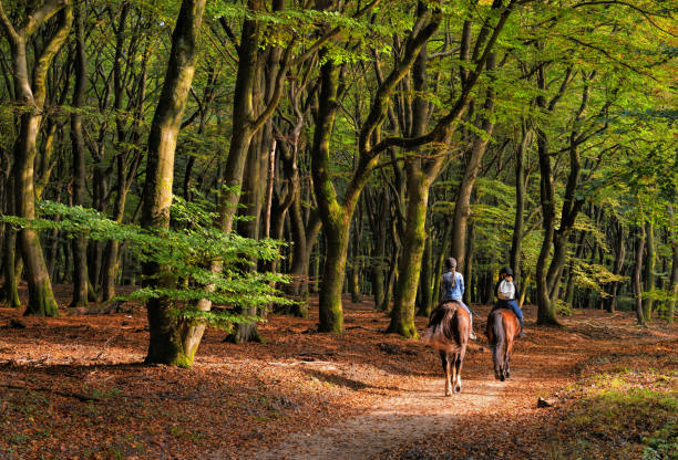 vista posteriore su due donne a cavallo attraverso la foresta di faggi color autunno - bridle path foto e immagini stock