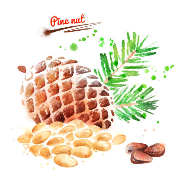 ilustrações, clipart, desenhos animados e ícones de ilustração em aquarela de pinhão - pine nut tree pine tree pine cone