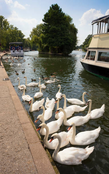 istock Swans and touristic boats on River Thames, Windsor England 884047198