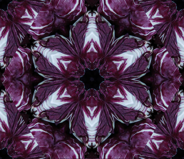 Abstract background with geometric kaleidoscopic design obtained from different hues of large purple cabbage heads at the Farmer's market Horizontal illustration created out of a triangular section of a photograph, in a kaleidoscopic pattern. Graphic resource as abstract background, textile print, wallpaper and geometric inspiration. fractal plant cabbage textured stock pictures, royalty-free photos & images