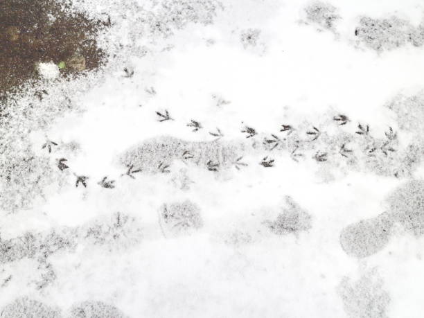 istock bird tracks on snow-covered asphalt 884052610