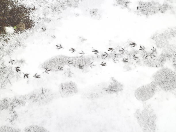 istock bird tracks on snow-covered asphalt 884052618