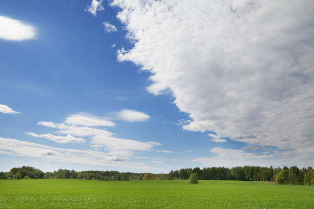 istock Field of wheat. 884055078