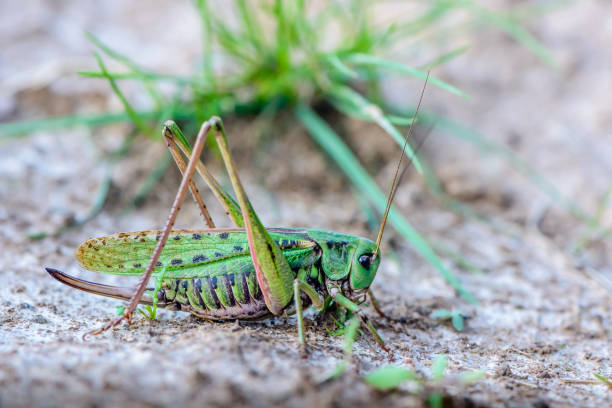 istock A large female gray grasshopper prepared for a jump 884055502