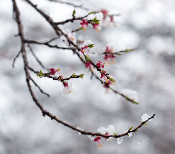 istock Snow on the trees in spring colors 884055740