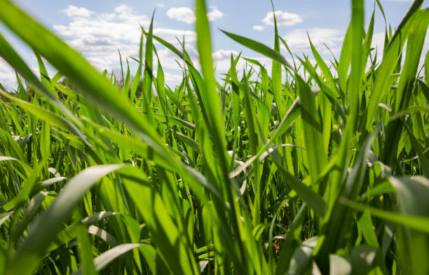 istock Field of wheat. 884055772