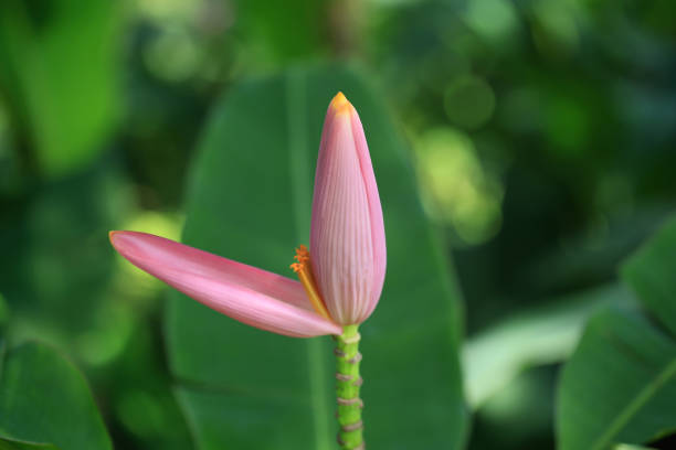 istock Pink banana flower is beautiful with the nature 884062014