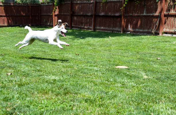 istock Mixed breed puppy running and playing outdoors on a bright summer day 884063118