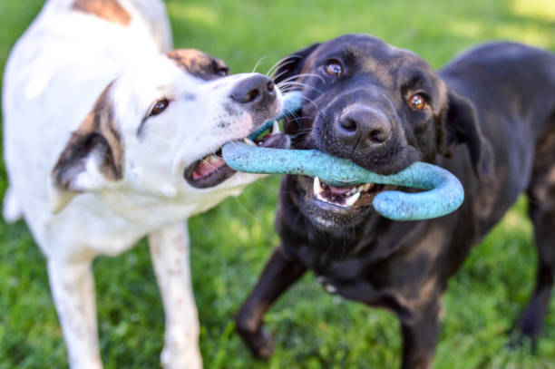 cachorro de raza mixta y negro perro perdiguero de labrador jugando con un juguete de tira y afloja al aire libre en un día brillante de verano - two dogs fotografías e imágenes de stock