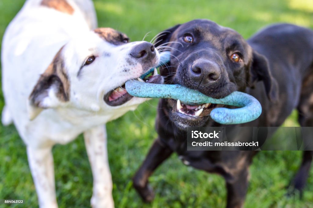 Mixed breed puppy and black labrador retriever playing with a tug of war toy outdoors on a bright summer day Mixed breed puppy and black labrador retriever playing with a tug of war toy together outdoors Playful Stock Photo