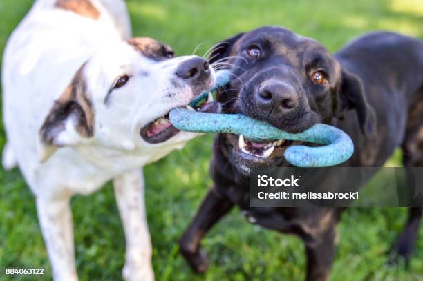 Mixed Breed Puppy And Black Labrador Retriever Playing With A Tug Of War Toy Outdoors On A Bright Summer Day Stock Photo - Download Image Now