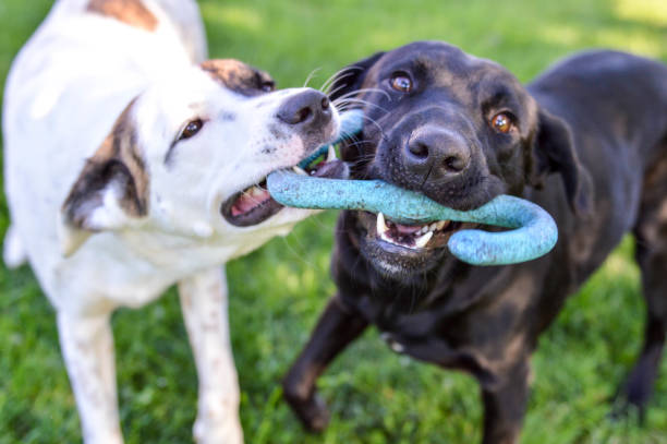 mixed breed puppy and black labrador retriever playing with a tug of war toy outdoors on a bright summer day - two dogs imagens e fotografias de stock