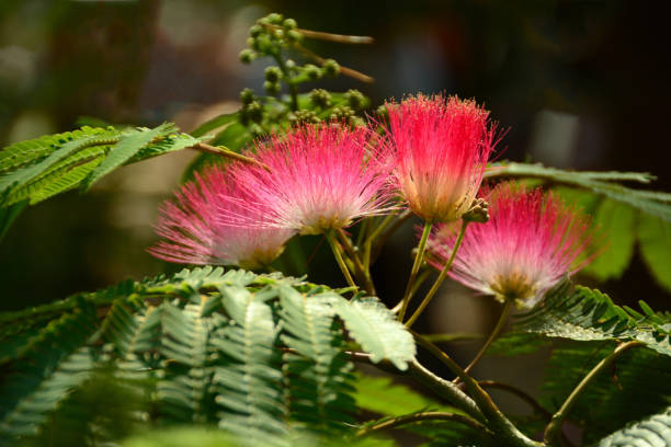 Close up of a colourful  group of flowerheads . Latin name: Albizia julibrissin