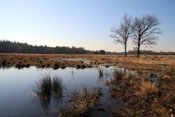istock Nature reserve the Lage Vuursche 884065550