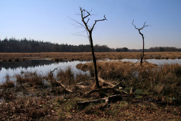 istock Nature reserve the Lage Vuursche 884065602