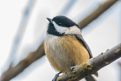 Black capped chickadee looking for feed all around ground.