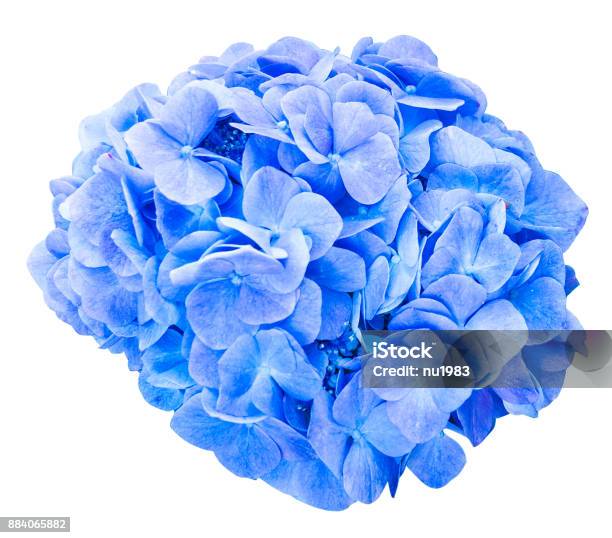 Mop Head Hydrangea Flower Isolated Stock Photo - Download Image Now - Hydrangea, Blue, Cut Out