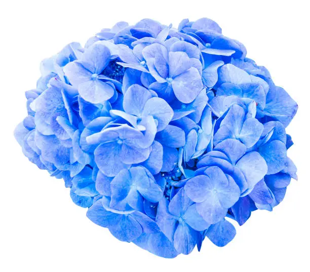 Mop head hydrangea flower isolated against white with clipping path